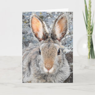 Carte pour notes de Montagne Cottontail