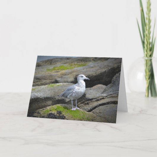 Carte pour notes de mouette (Devant)