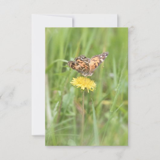 Carte pour notes de papillon de la Dame peinte amé (Devant)
