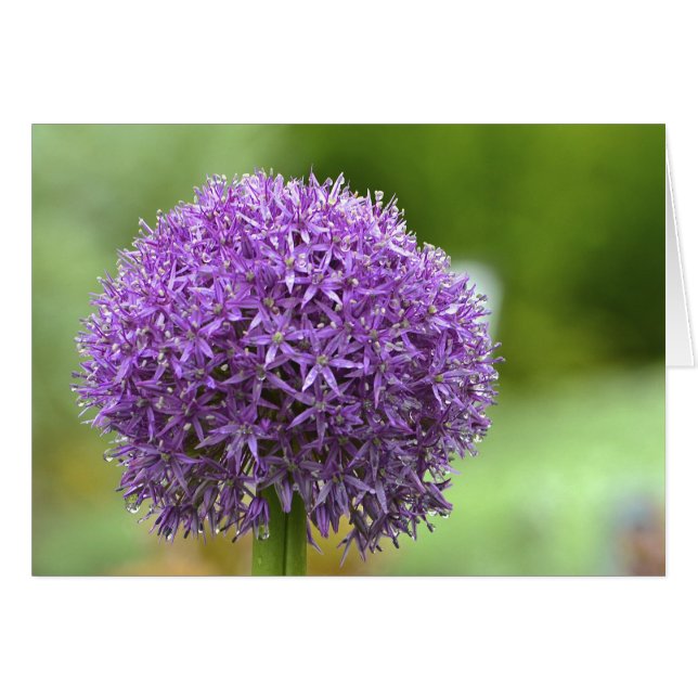 Carte pour notes de passion violet (Devant horizontal)