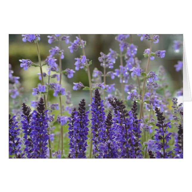 Carte pour notes de passion violet (Devant horizontal)