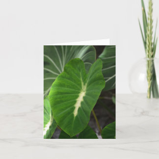 Carte pour notes de plante de taro