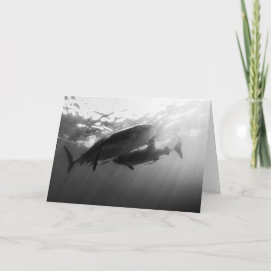 Carte pour notes de requins de baleine (Devant)