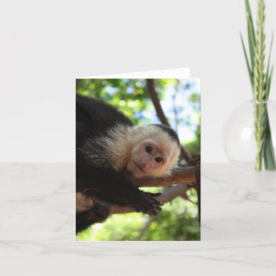 Carte pour notes de singe de capucin