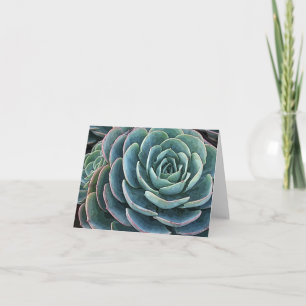 Carte pour notes d'Echeveria