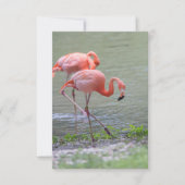 Carte pour notes Flamant rose rose (Devant)