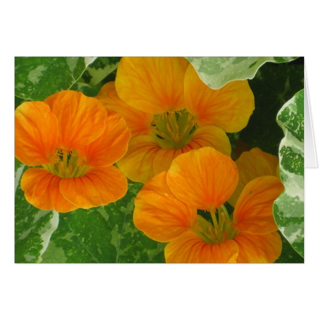 Carte pour notes Nasturtium (Devant Horizontal)