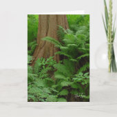Carte pour notes Redwood & Ferns (Devant)