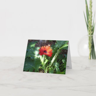 Carte pour notes rouge de marguerite de Gerbera