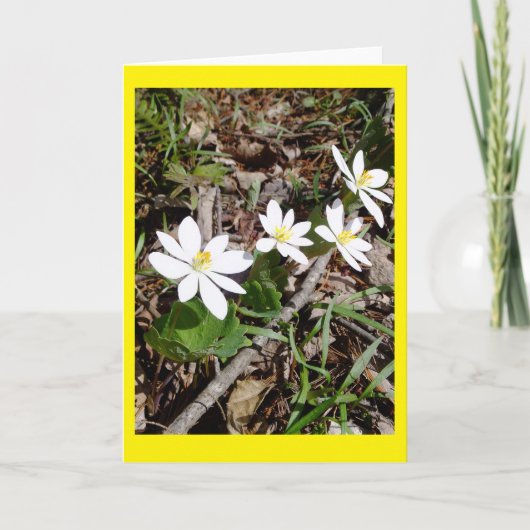 Carte pour notes vide Bloodroot (Devant)