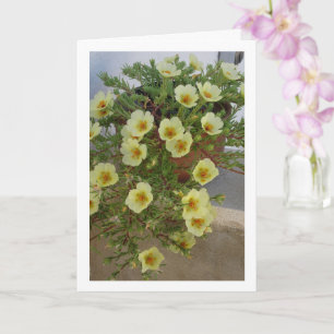 Carte Pourpier à Rose Mousseuse, Plante à Fleurs Succule