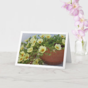 Carte Pourpier à Rose Mousseuse, Plante à Fleurs Succule