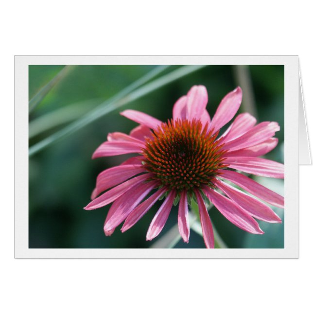 Carte pourpre de Coneflower (Devant horizontal)