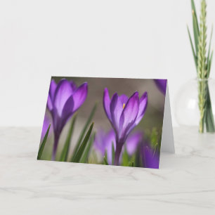 Carte pourpre de crocus