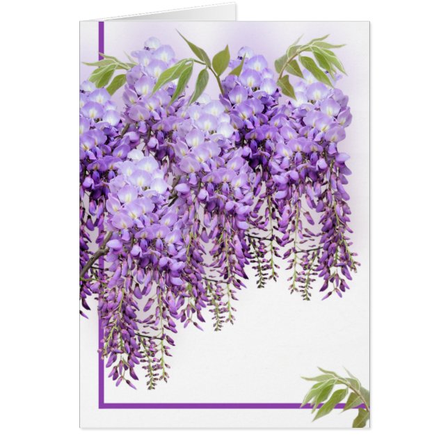 Carte pourpre de glycines (Devant)