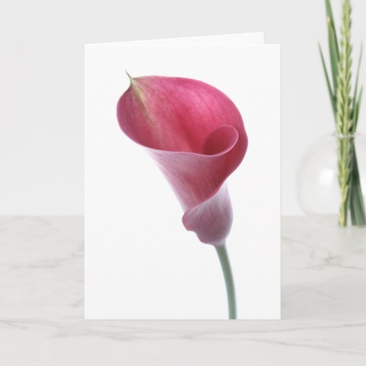 Carte pourpre de zantedeschia (Devant)