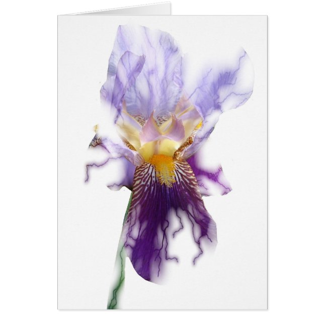 Carte pourpre rougeoyante d'iris (Devant)