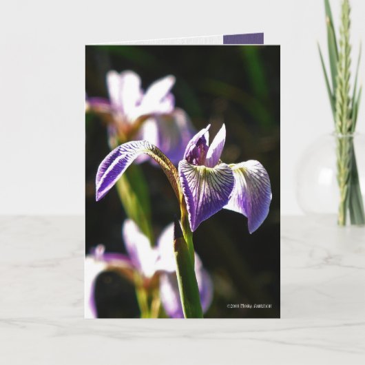 Carte Pourpre sauvage (Devant)