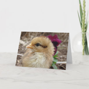 Carte Poussin dans le jardin de pensées de Pâques
