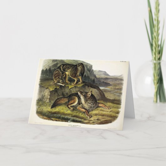 Carte Prairie Wolf (Devant)