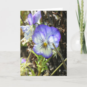 Carte "Pretty Pansy"