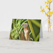 Carte Prier Mantis (Fleur jaune)