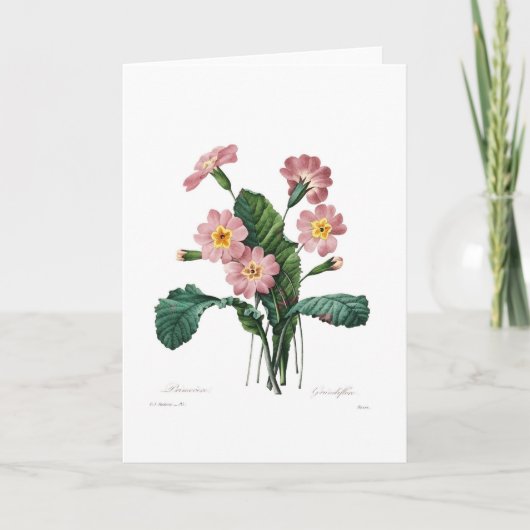 Carte Primula (Devant)