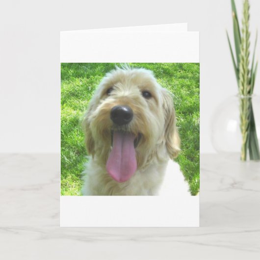 Carte Produits de Goldendoodle (Devant)