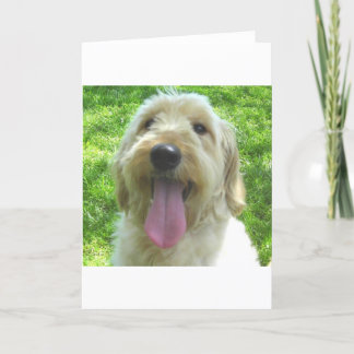 Carte Produits de Goldendoodle