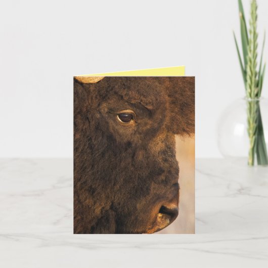 Carte Profil de Buffalo (Devant)