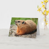 Carte Profil de la marmotte (Fleur jaune)