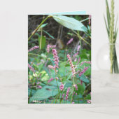 Carte Profusion de roses (Devant)