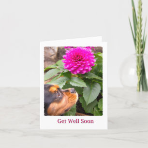 Carte Prompt rétablissement Dahlia et Cavalier King Char