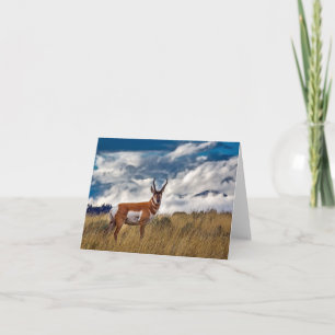 Carte Pronghorn à Meadow, Yellowstone NP