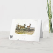 Carte Pronghorn (Antelope à cornes longues) par Audubon (Dos)