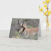 Carte Pronghorn Antelope Buck | Grand Tétons (Fleur jaune)