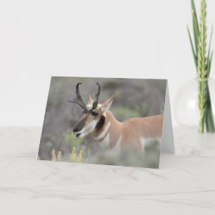 Carte Pronghorn Antelope Buck Grand Tétons