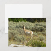 Carte Pronghorn au Parc national de Grand Teton (Devant / Derrière)
