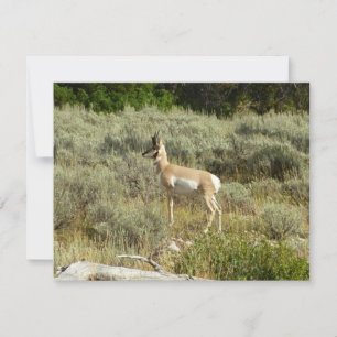 Carte Pronghorn au Parc national de Grand Teton