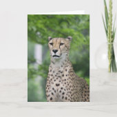 Carte ProudCheetah (Devant)