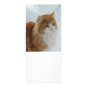 Carte Publicitaire Chat_des_forêts_norvégiennes