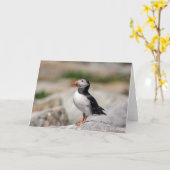 Carte Puffin Atlantique en Machias, Maine (Fleur jaune)