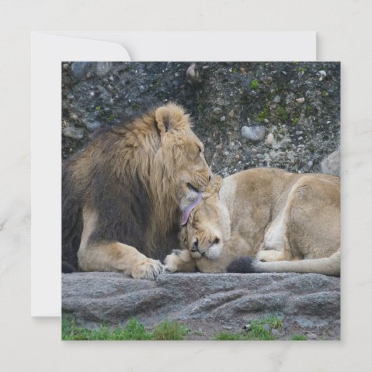 Carte Puissant amour Lion (Devant)