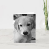 Carte Puppy (Devant)