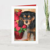 Carte Puppy Cavalier King Charles Poinsettia (Devant)