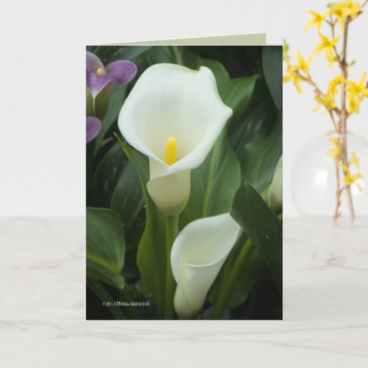 Carte Pure Calla (Fleur jaune)