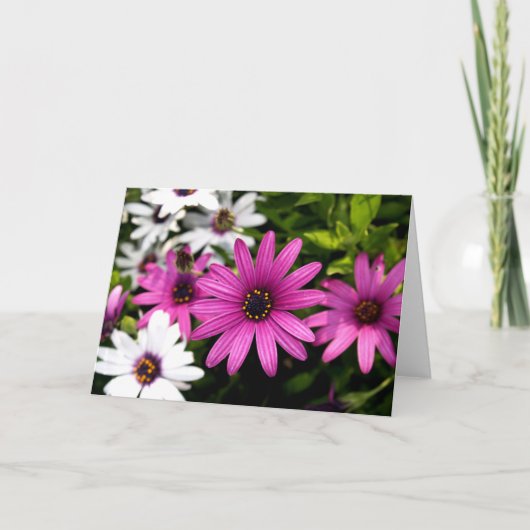Carte Purple Daisy (Devant)