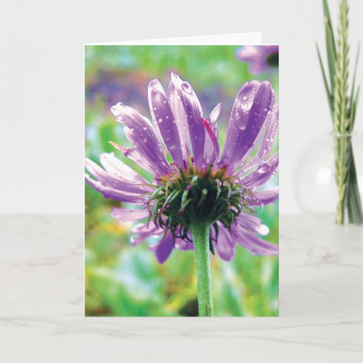 Carte Purple Daisy With Dew, Histoires dans la poésie na (Devant)