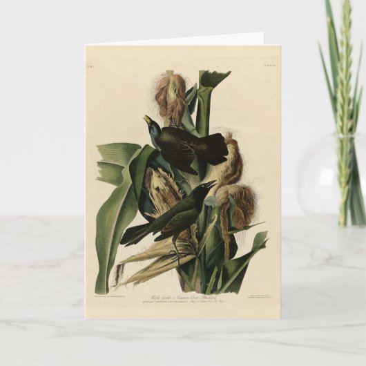 Carte Purple Grakle (Grackle) Audubon's Birds of America (Devant)