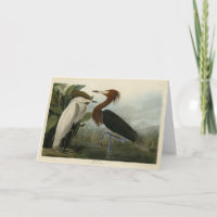 Purple Heron - de Audubon's Birds of America
